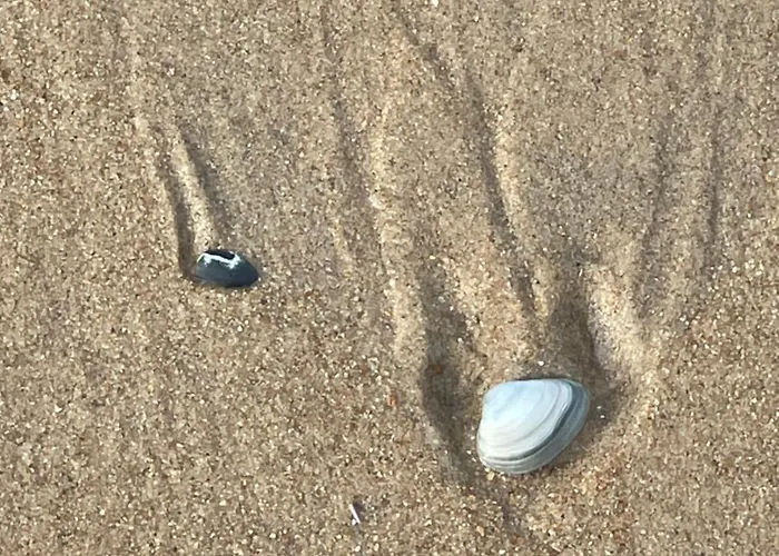 Patsiehome アパート